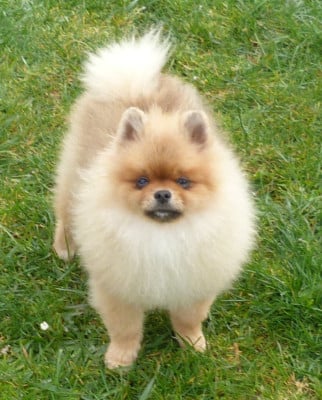 Les chiots de Spitz allemand