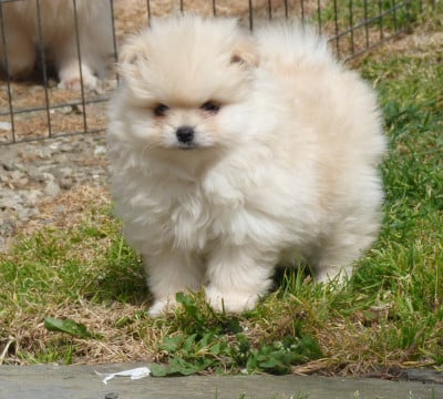 BIANCA - Spitz allemand