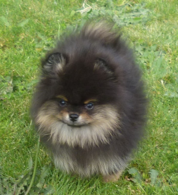 Spitz allemand