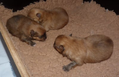 Chiot N°2 - Spitz allemand