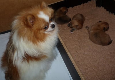 Chiot N°1 - Spitz allemand