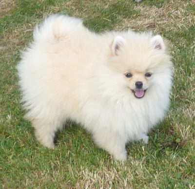 Les chiots de Spitz allemand