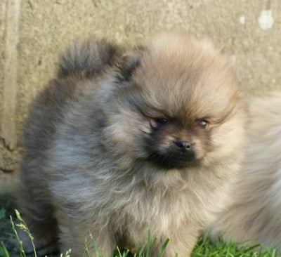 Les chiots de Spitz allemand