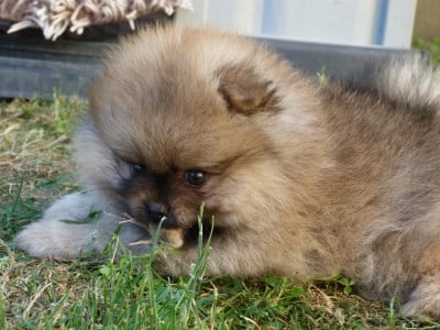 Les chiots de Spitz allemand