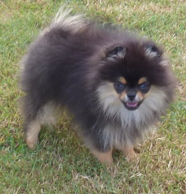 Les chiots de Spitz allemand