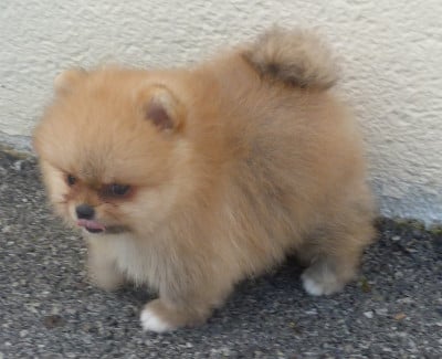 Les chiots de Spitz allemand