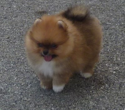 Les chiots de Spitz allemand