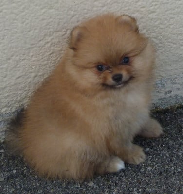 Les chiots de Spitz allemand