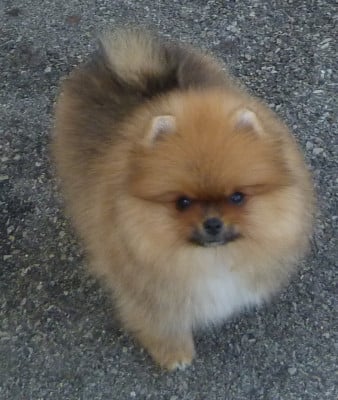 Les chiots de Spitz allemand