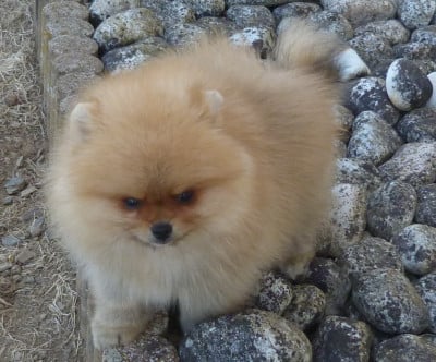 Les chiots de Spitz allemand
