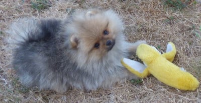 Les chiots de Spitz allemand