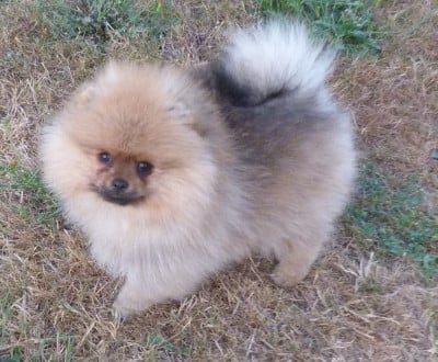 Les chiots de Spitz allemand