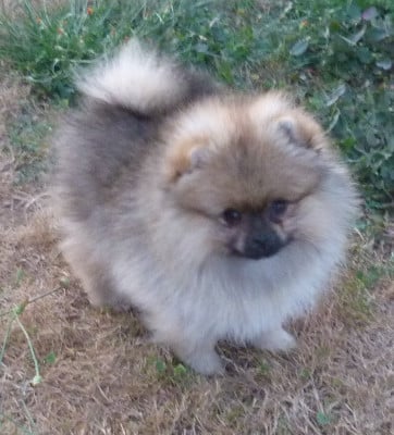 Les chiots de Spitz allemand