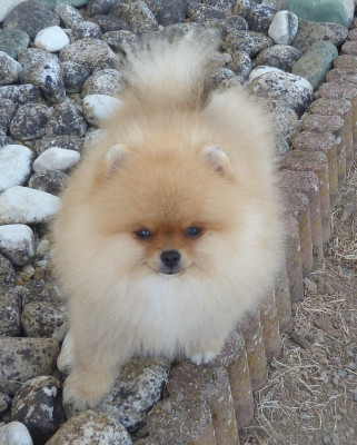 Les chiots de Spitz allemand