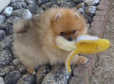Les chiots de Spitz allemand