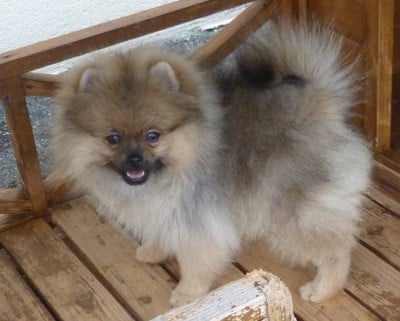 Les chiots de Spitz allemand