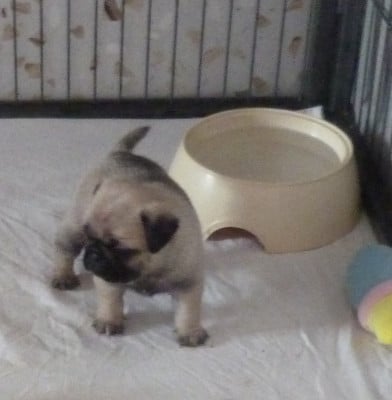 Les chiots de Carlin