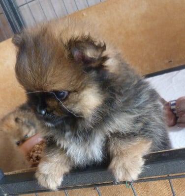 Spitz allemand
