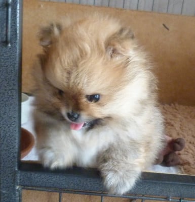 BABETTE - Spitz allemand