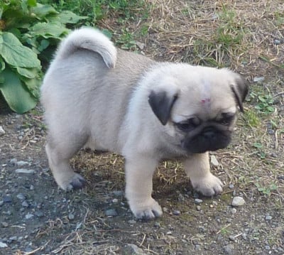 Les chiots de Carlin