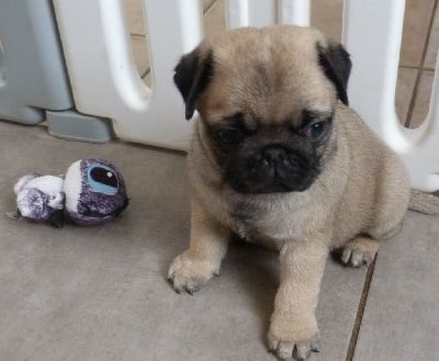 Les chiots de Carlin