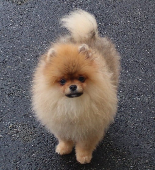 Spitz allemand - Des Petits Ecureuils