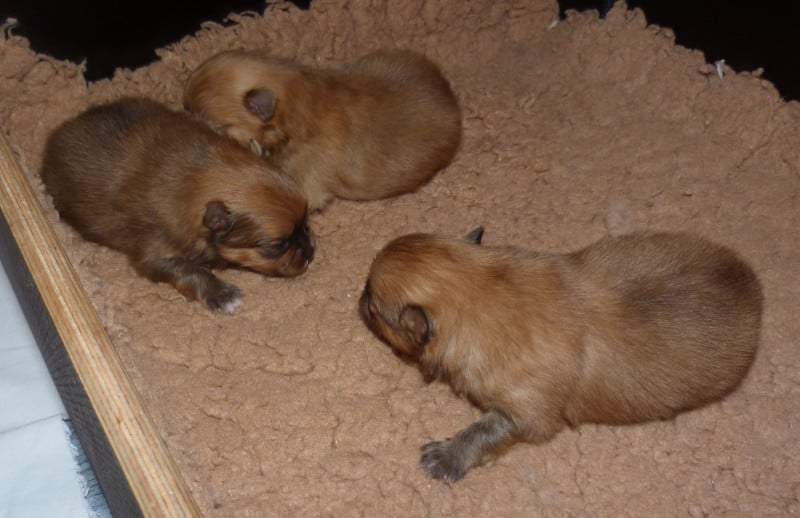 Spitz allemand - Des Petits Ecureuils