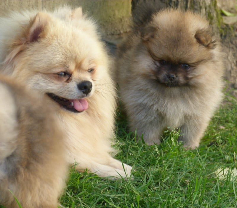 Spitz allemand - Des Petits Ecureuils
