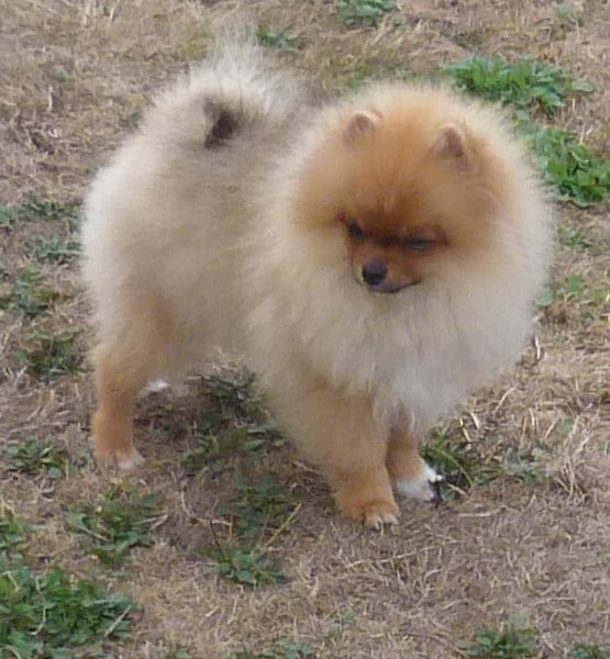 Spitz allemand - Des Petits Ecureuils