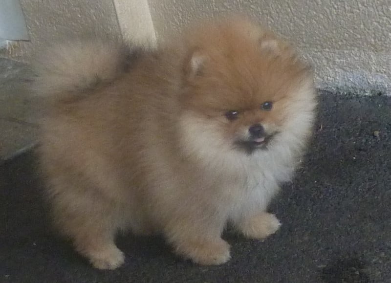 Spitz allemand - Des Petits Ecureuils