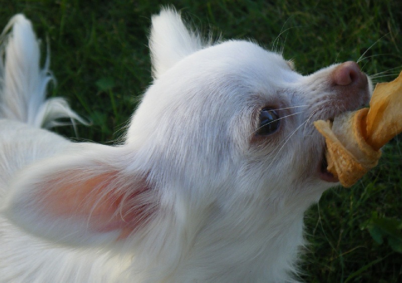 Publication : Du Bella Star