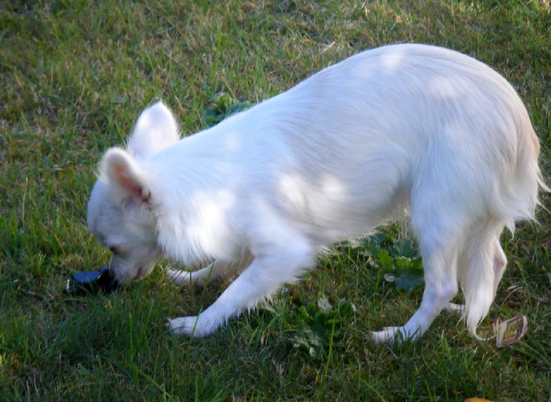 Publication : Du Bella Star