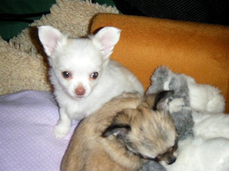 Publication : Du Bella Star