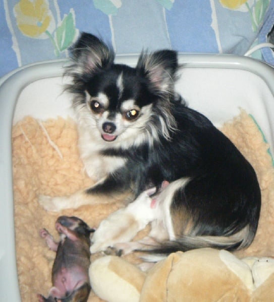 Publication : Du Bella Star