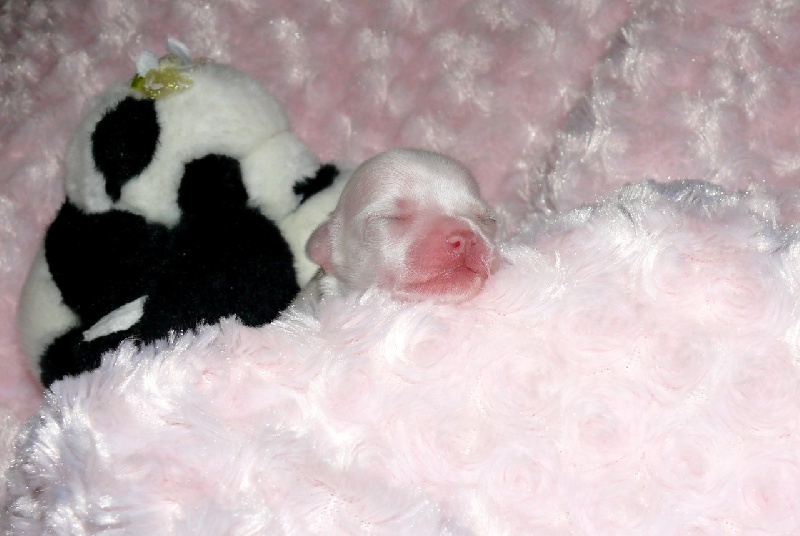 Publication : Du Bella Star