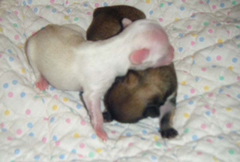 Publication : Du Bella Star