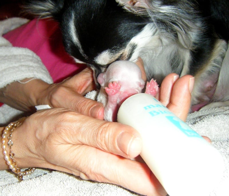 Publication : Du Bella Star