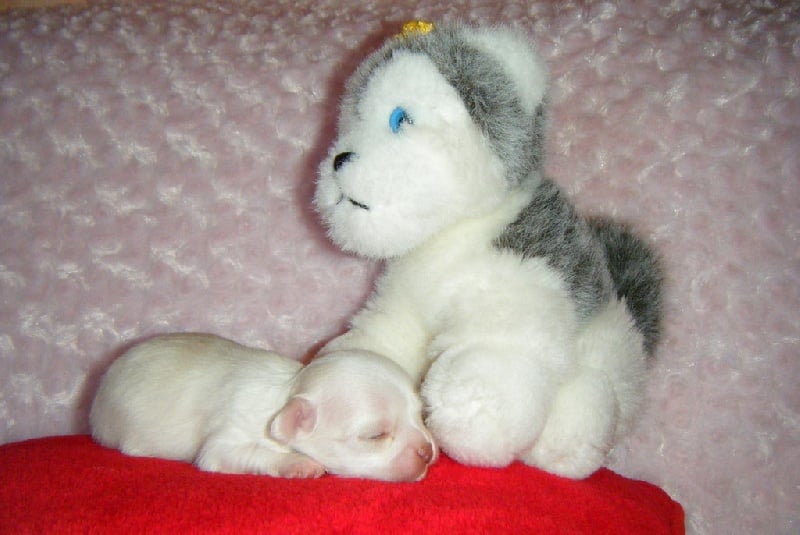 Publication : Du Bella Star