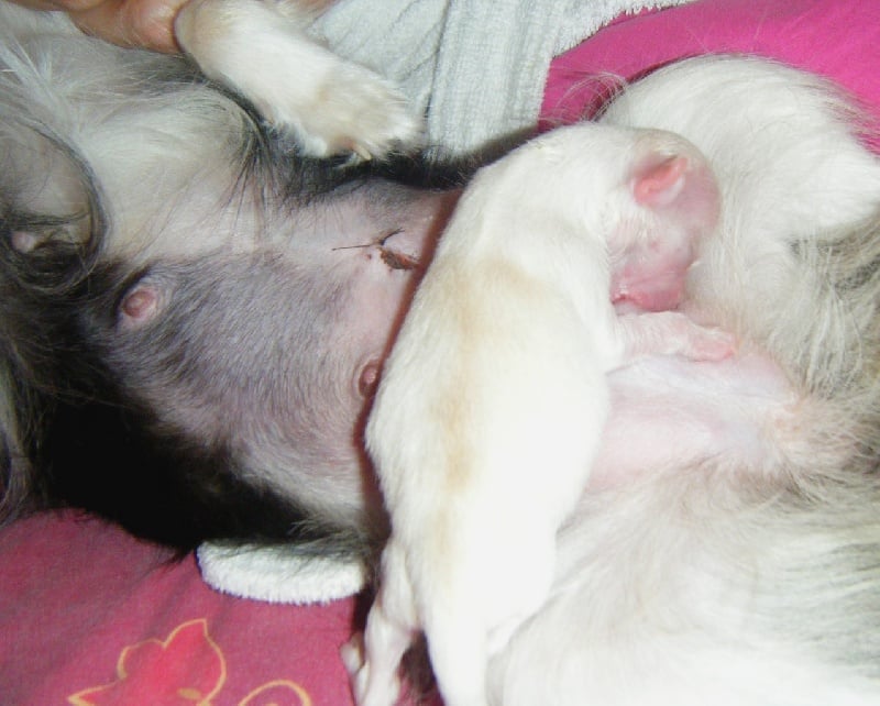 Publication : Du Bella Star