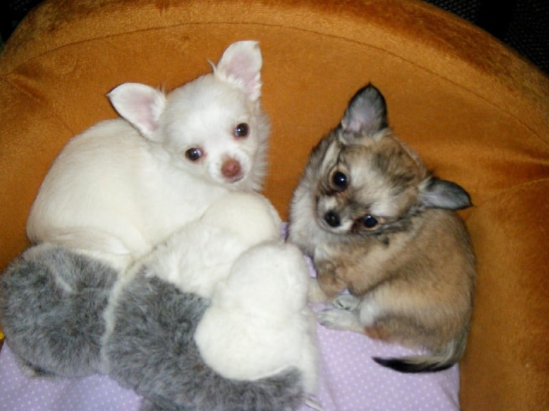 Publication : Du Bella Star