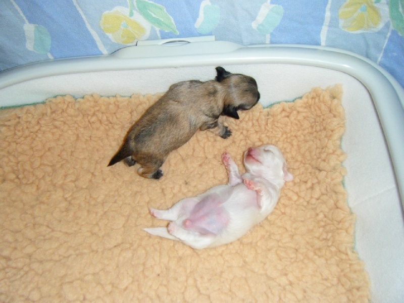 Publication : Du Bella Star