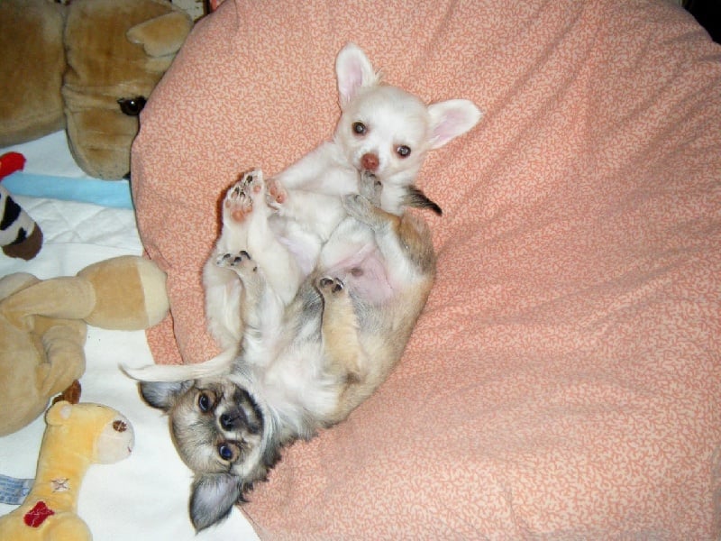 Publication : Du Bella Star