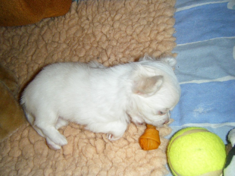 Publication : Du Bella Star