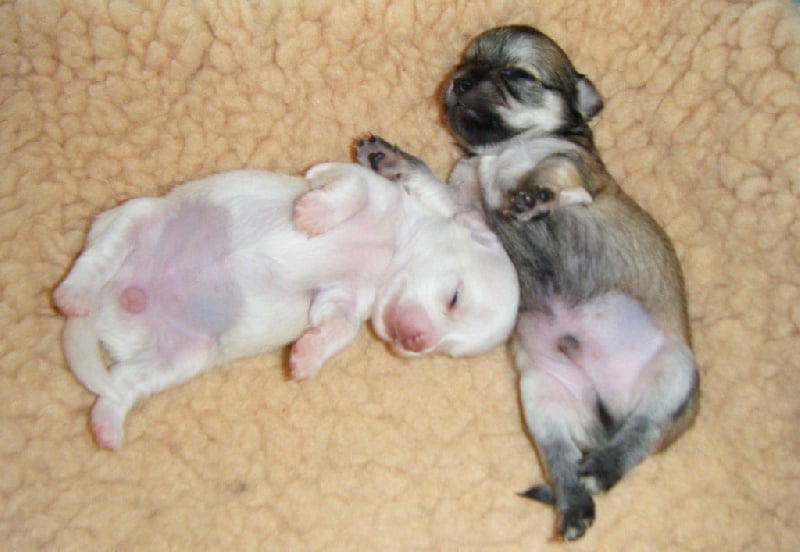 Publication : Du Bella Star