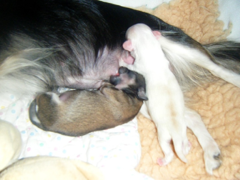 Publication : Du Bella Star