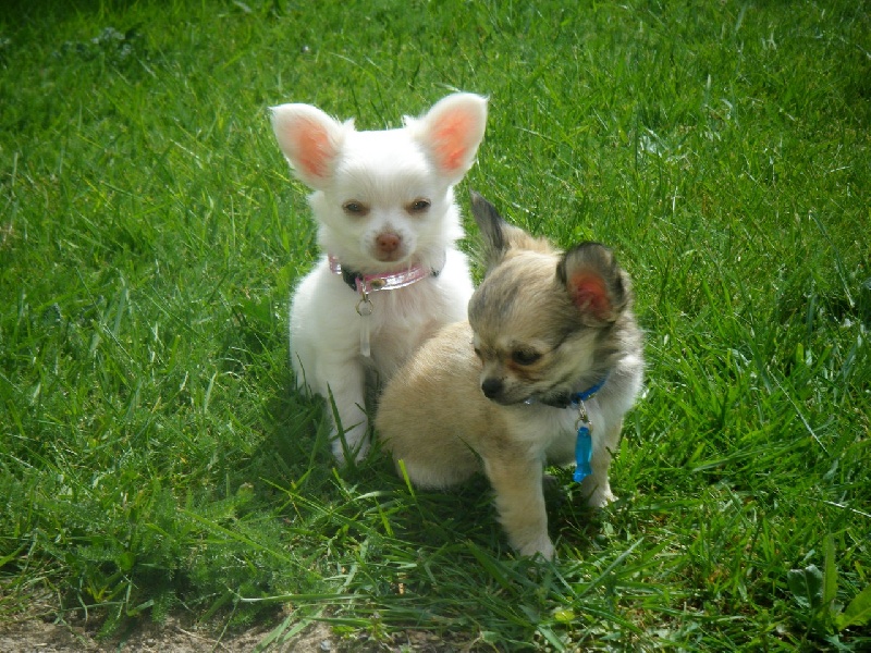 Publication : Du Bella Star