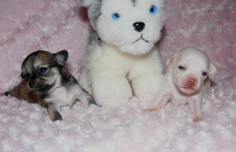 Publication : Du Bella Star