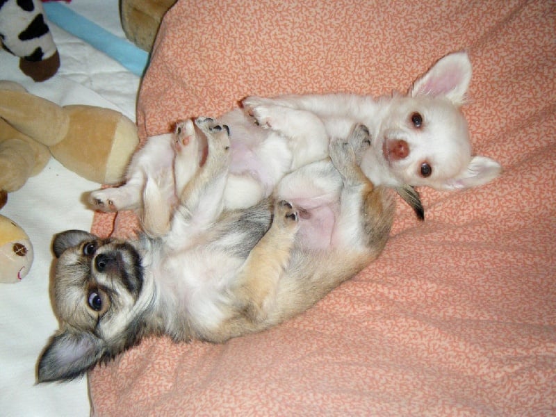 Publication : Du Bella Star