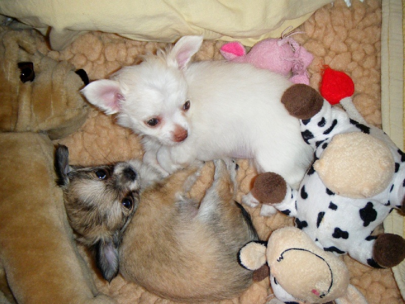 Publication : Du Bella Star