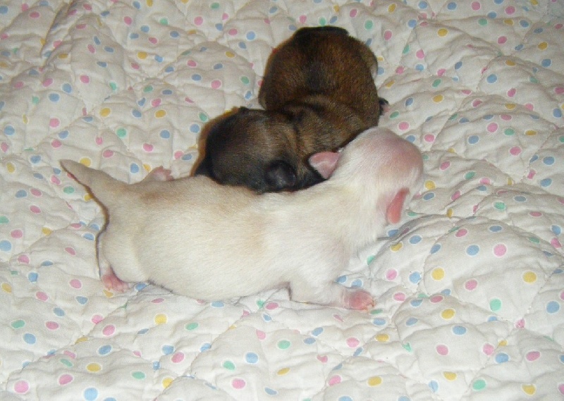 Publication : Du Bella Star